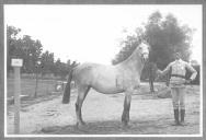 Tratador com cavalo de cor clara, identificado com o número 68.