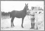 Tratador com cavalo de cor escura, identificado com o número 52.