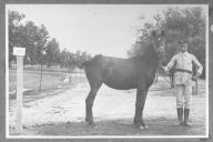 Tratador com cavalo de cor escura, identificado com o número 96.