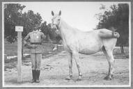 Tratador com cavalo de cor clara, identificado com o número 19.