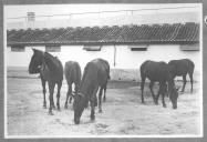 Cavalos junto a estábulo.