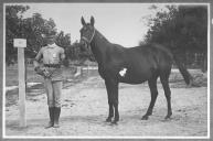 Tratador com cavalo de cor escura, identificado com o número 29.