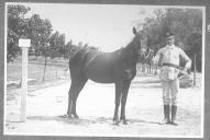 Tratador com cavalo de cor escura, identificado com o número 86.