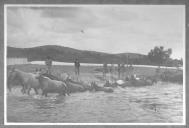 Tratadores junto a cavalos mergulhados num tanque.