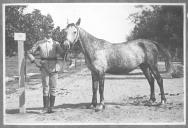 Tratador com cavalo de cor clara, identificado com o número 13.