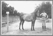 Tratador com cavalo de cor clara, identificado com o número 81.