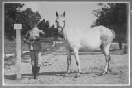 Tratador com cavalo de cor clara, identificado com o número 27.