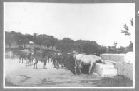 Cavalos junto a bebedouros.