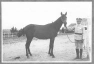 Tratador com cavalo de cor escura, identificado com o número 46.