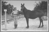 Tratador com cavalo de cor escura, identificado com o número 31.